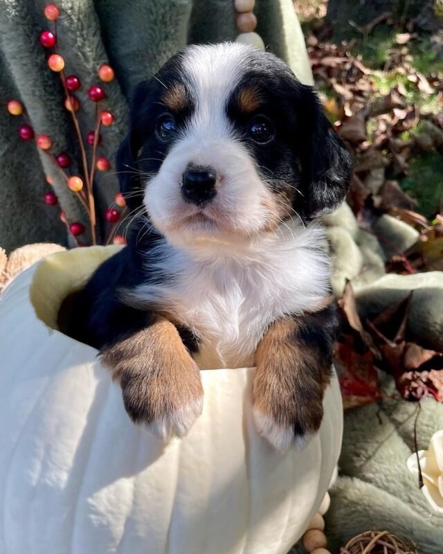 CHAI, Mini Bernese puppy