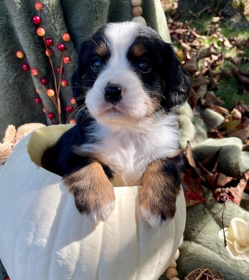 CHAI, Mini Bernese puppy — photo 1