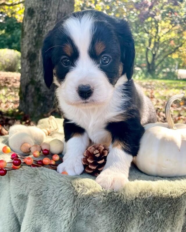 Pumpkin, Mini Bernese puppy