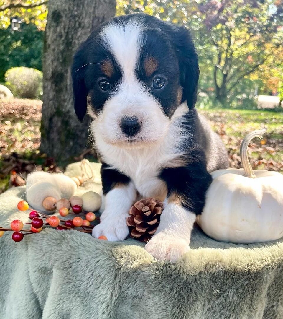 Pumpkin, Mini Bernese puppy — photo 1