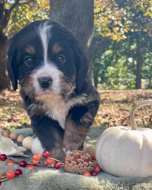 CIDER, Mini Bernese puppy