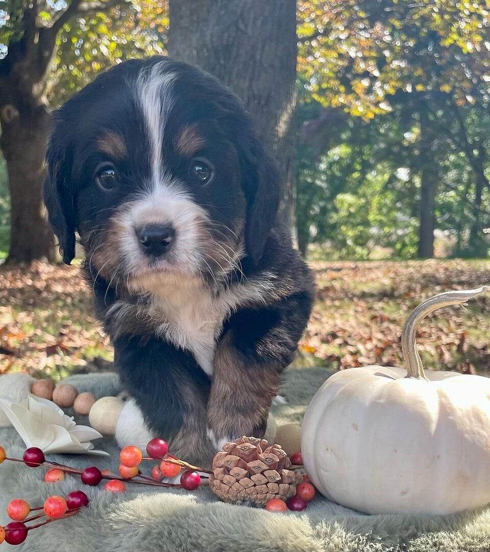 CIDER, Mini Bernese puppy — photo 1