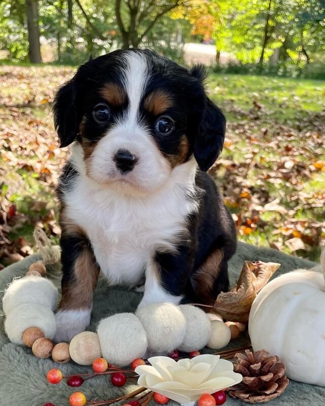 MAPPLE, Mini Bernese puppy
