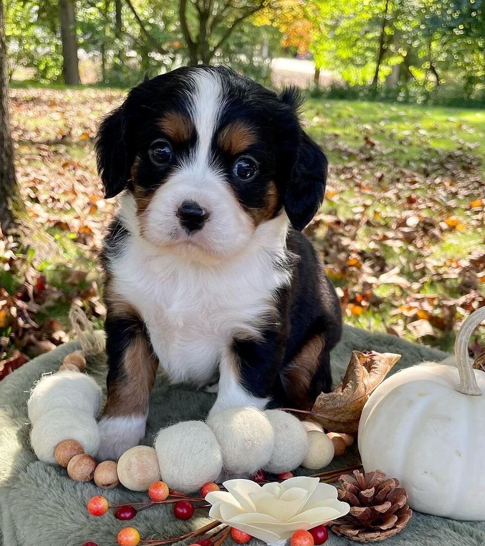 MAPPLE, Mini Bernese puppy — photo 1