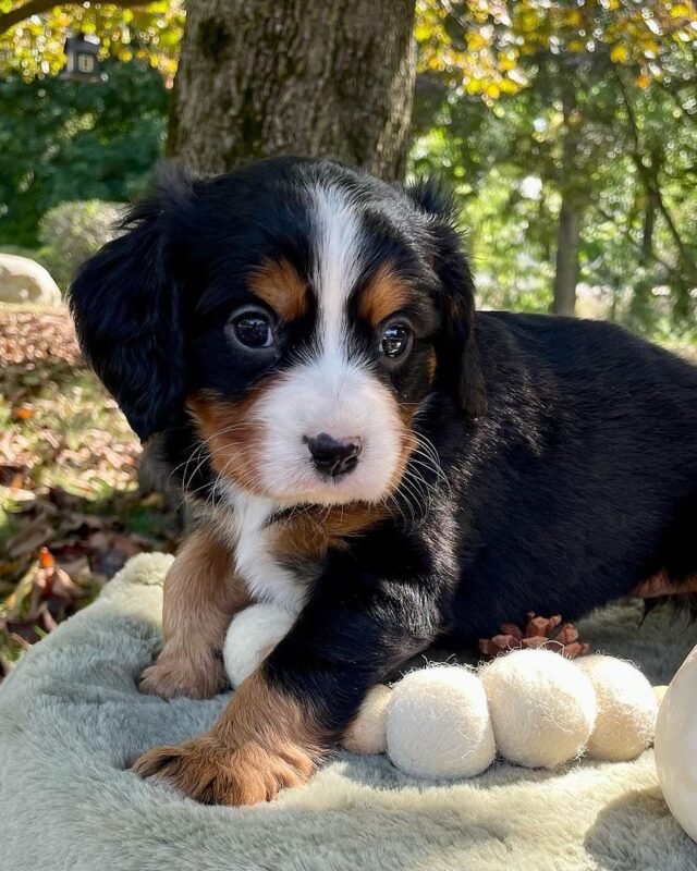 AUTUMN, Mini Bernese puppy