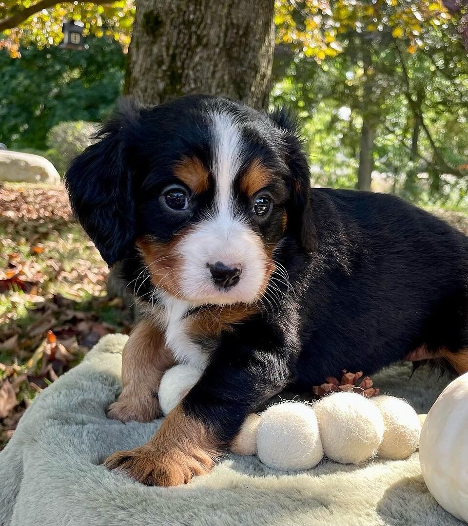 AUTUMN, Mini Bernese puppy — photo 1