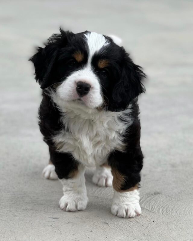 Diva, Mini Bernese puppy