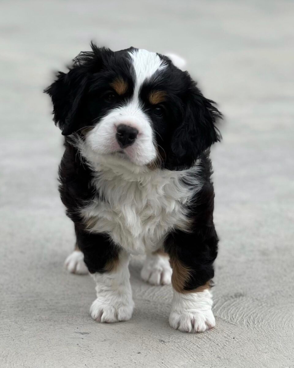 Diva, Mini Bernese puppy — photo 1