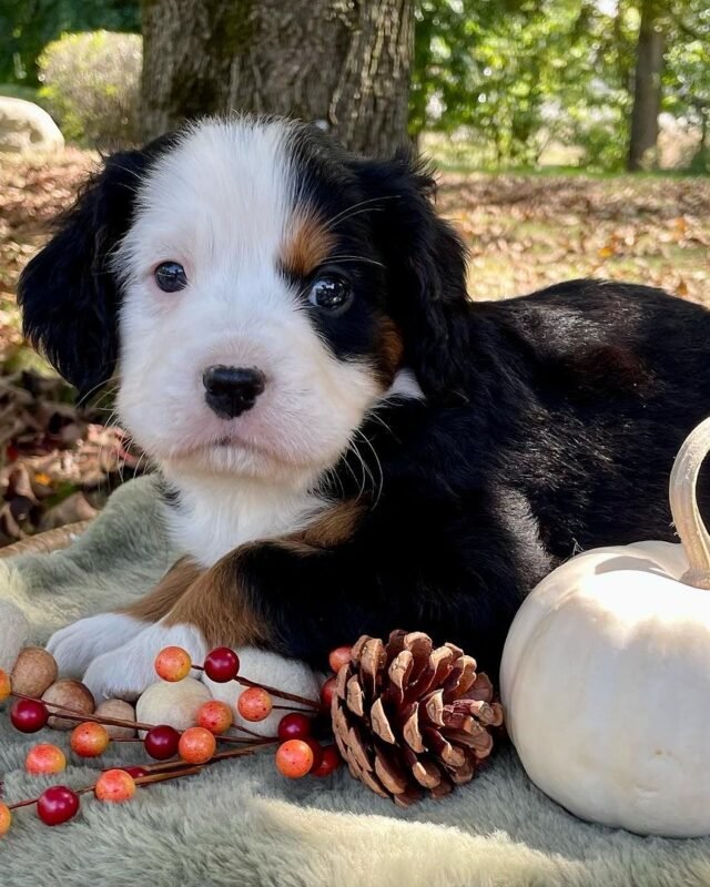 SMORE, Mini Bernese puppy