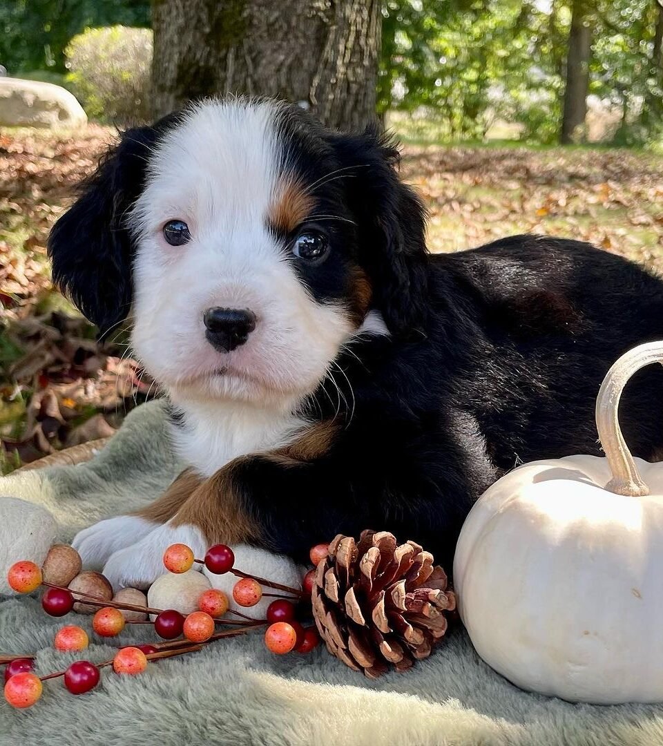 SMORE, Mini Bernese puppy — photo 1