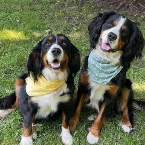 Male and female Adult miniature Bernese mountain Dog breed