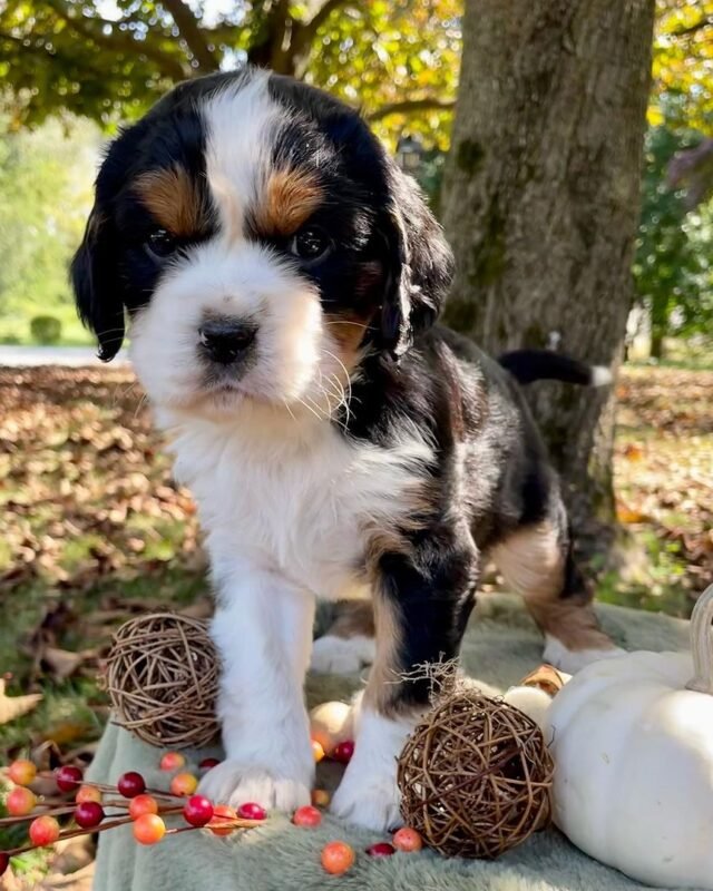 CANDY CORN, Mini Bernese puppy