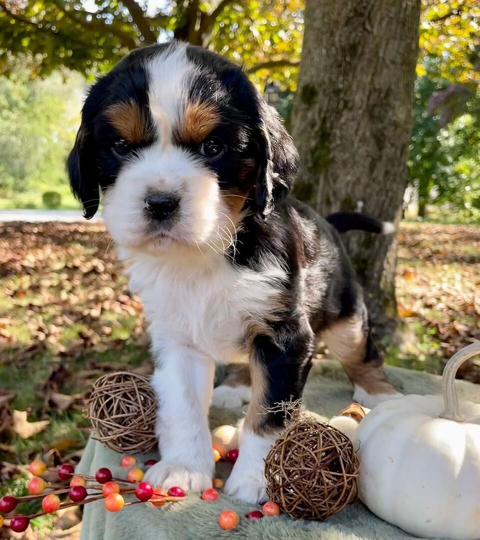 CANDY CORN, Mini Bernese puppy — photo 1