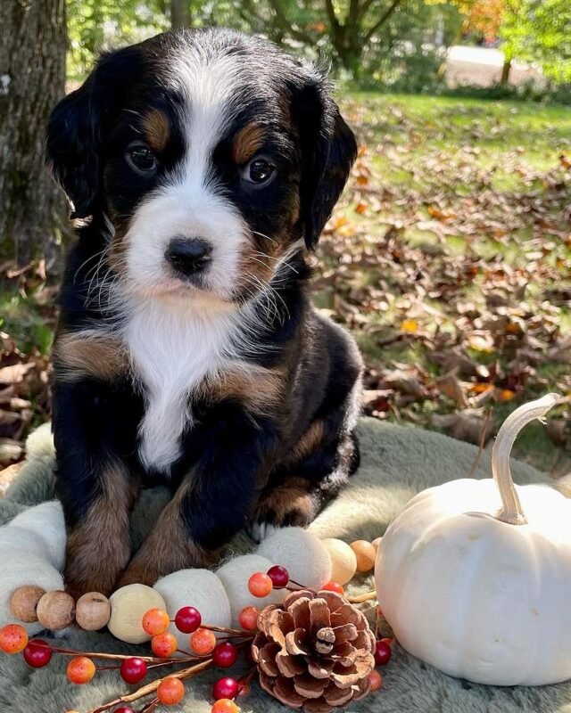ARCON, Mini Bernese puppy