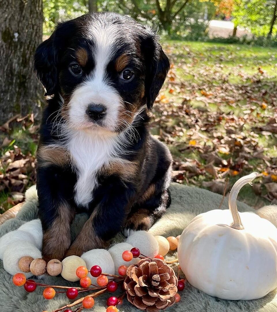 ARCON, Mini Bernese puppy — photo 1